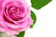 �y�T���P�X������z��P�X�O�i��P�C�O�O�O�����y���߂�΂�܂�X�^�[�g