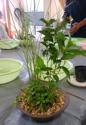山野草寄せ植え9月.jpg