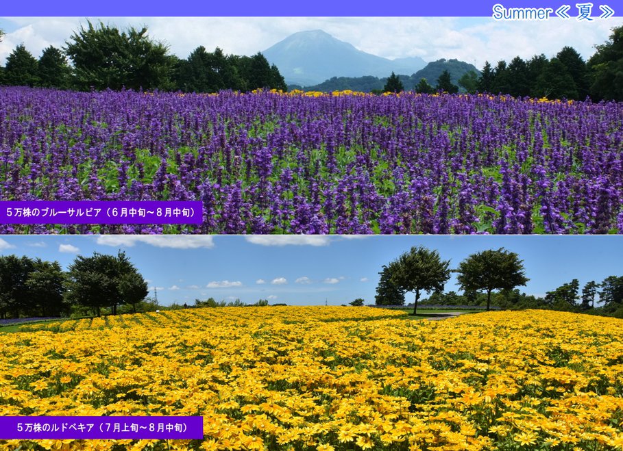 夏のとっとり花回廊
