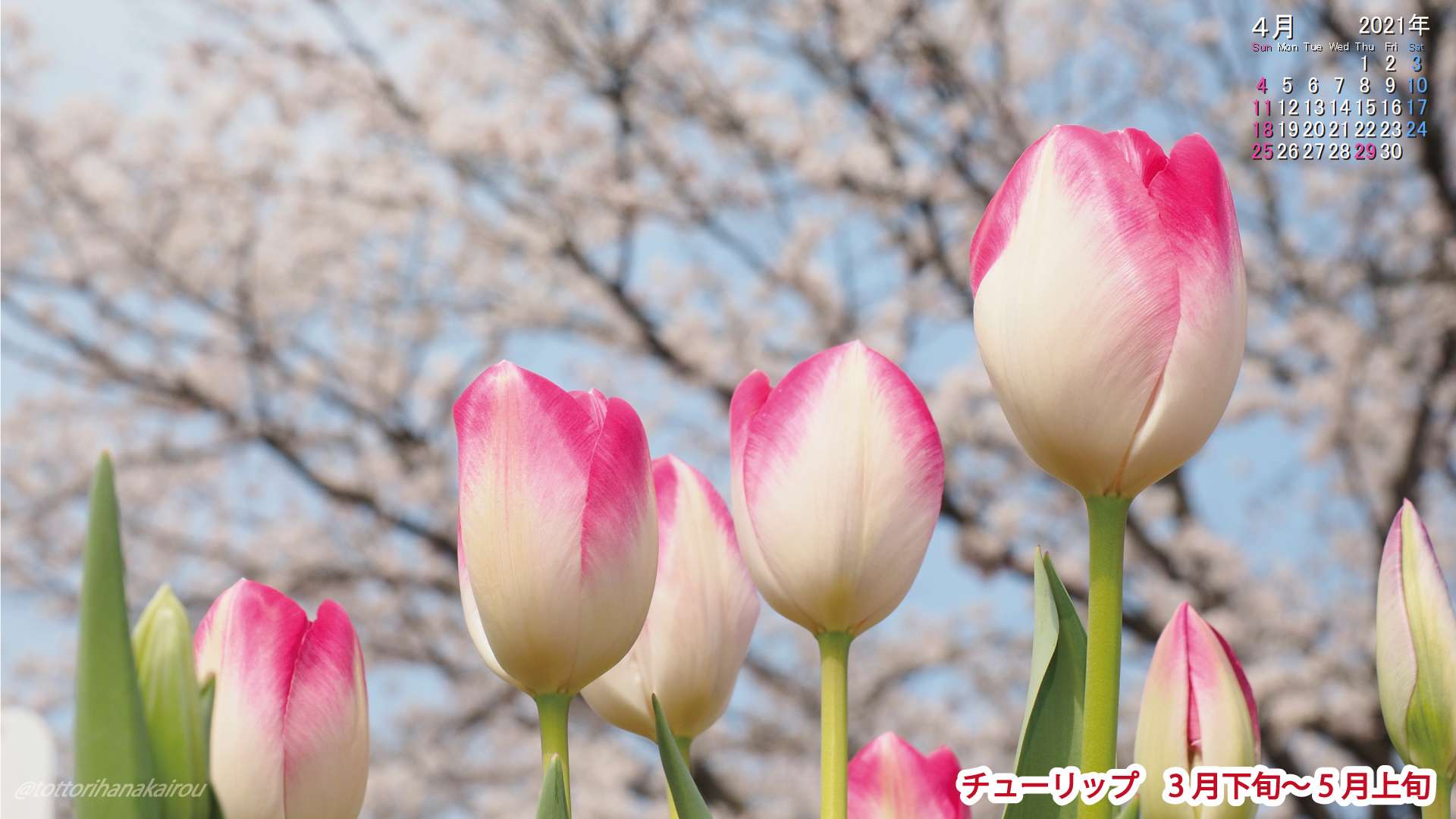 壁紙 21年4月の壁紙を作成しました とっとり花回廊