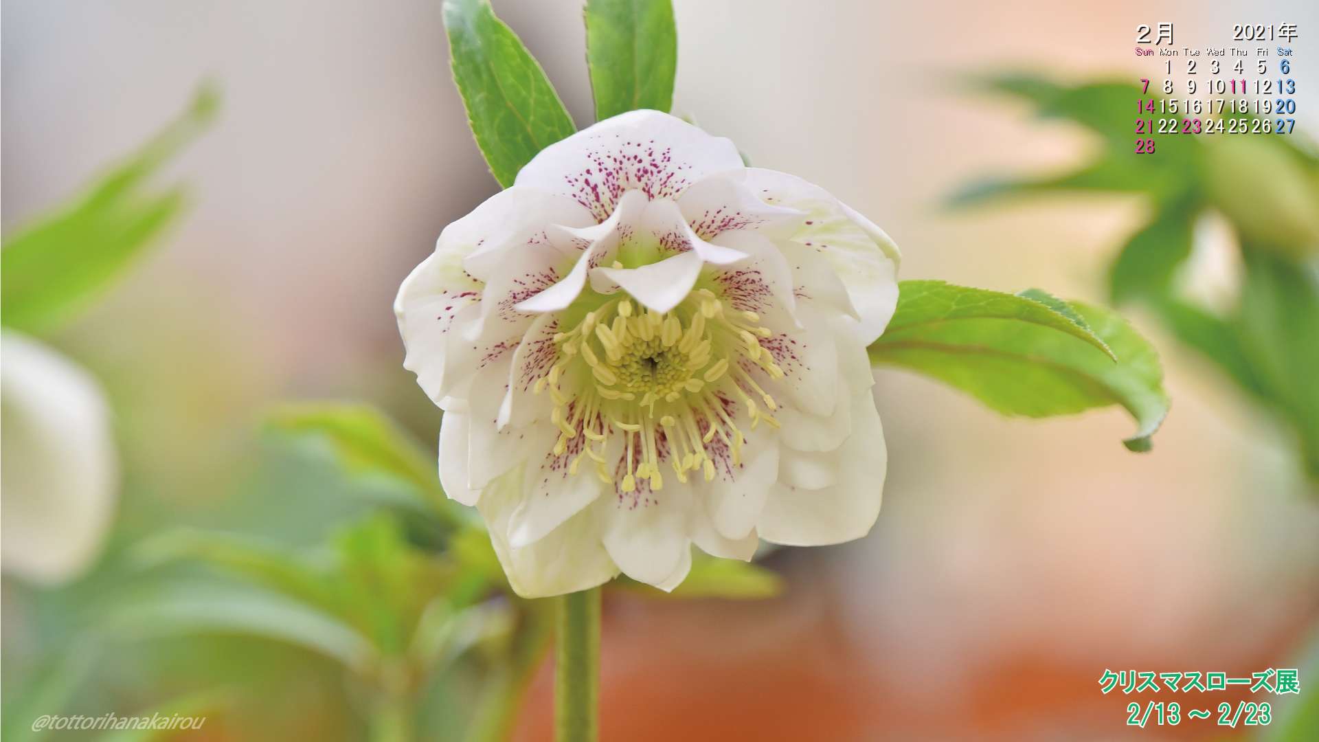 壁紙 21年2月の壁紙を作成しました とっとり花回廊