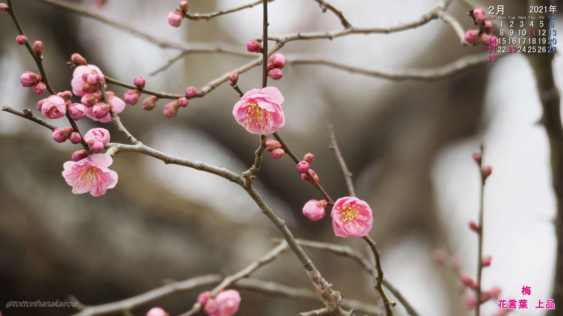 壁紙 21年2月の壁紙を作成しました とっとり花回廊