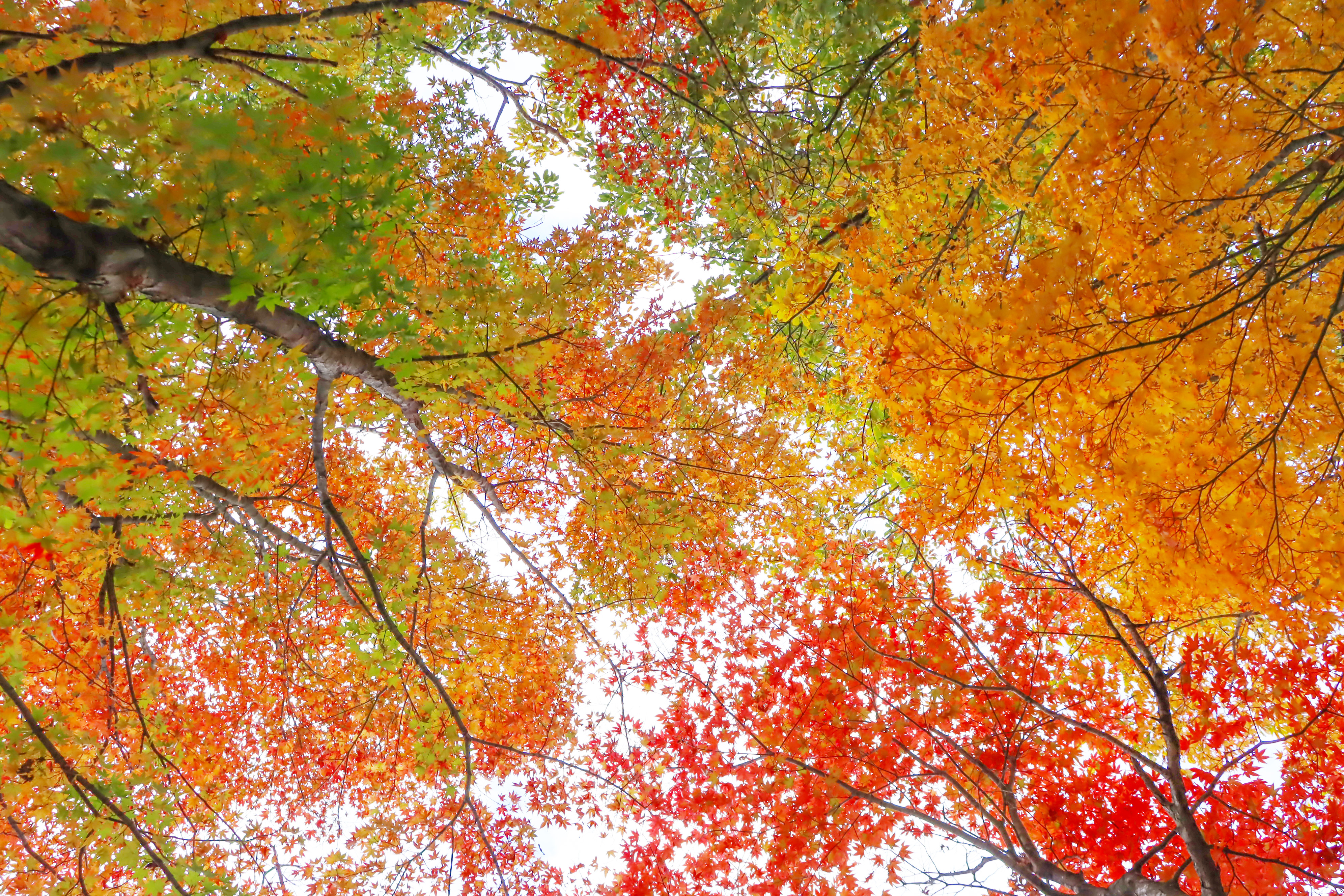 紅葉ウィーク (4).JPG