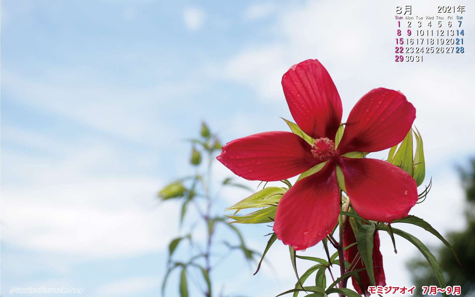 壁紙 21年8月の壁紙を作成しました とっとり花回廊