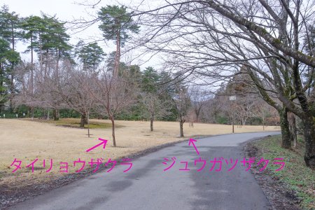 ★タイリョウザクラ・桜の広場2月26日（62）-文字.jpg