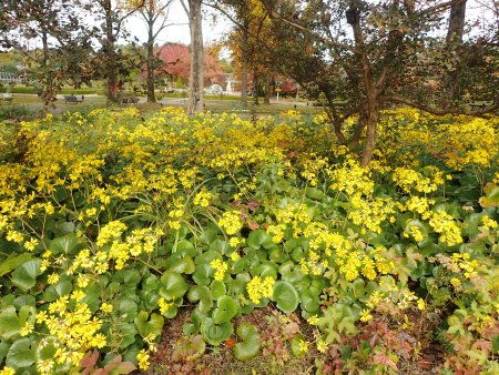 2025.11.12 (紅葉の庭ツワブキ4).JPG