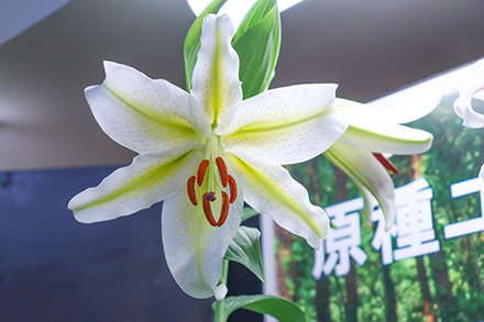 松の光