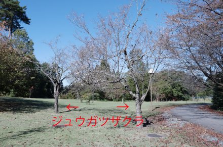 ★ジュウガツザクラ・桜の広場11月9日（23）-矢印.jpg