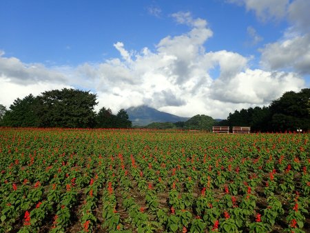 2025.9.11 (花の丘・サルビア大山川) (2).JPG