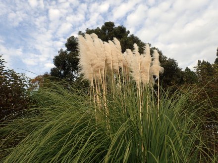 グレイスガーデン・パンパスグラス.JPG