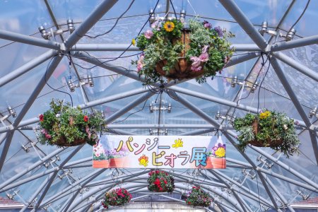 パンジー・ビオラ展・クリスタルロード２月21日（52）.JPG