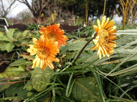 2025.12.31 (ガーベラ31).JPG