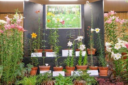 原種ユリリレー展示