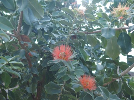 20261.16ドーム）メトロシデロス (1).JPG