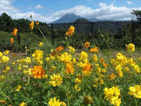 2025.10.09 (秘密の花園・コスモス) (キバナコスモス13).JPG