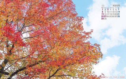 紅葉の壁紙