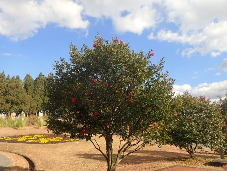 2025.12.9 (赤サザンカ43).JPG