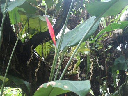 南館）ヘリコニア2026.3.13 (加工).JPG