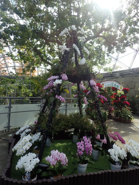 2025.11.11 (ランのツリー14).JPG