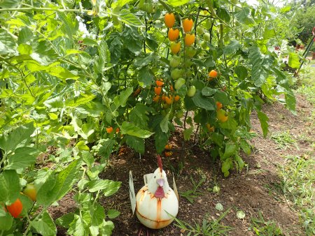 2025.7.12 (ハーブ園・野菜畑・ミニトマト) (22).JPG