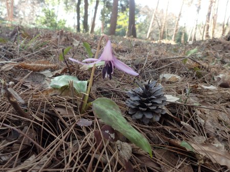 2026.3.16.カタクリ (62).JPG