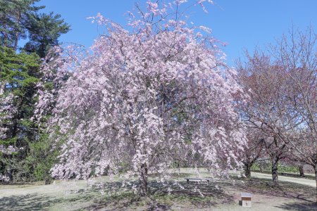 サクラ・センダイシダレ・桜の広場4月8日（21）.JPG