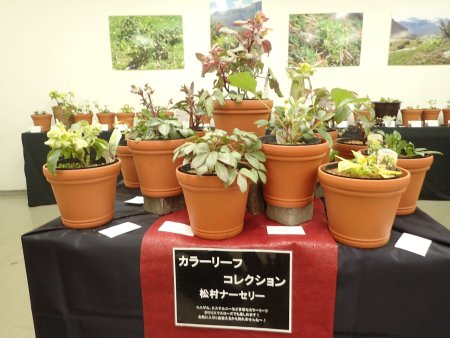 2026.2.6 (クリスマスローズ展) (カラーリーフコレクション20).JPG