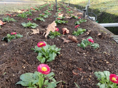 2025.11.11 (ドーム周りデージー25).JPG