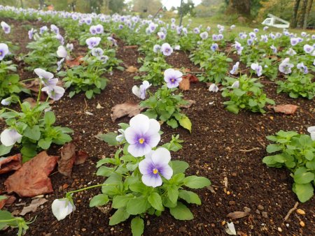 2025.10.22 (花壇) (ヨーロピアン樹林下パンジー16).JPG