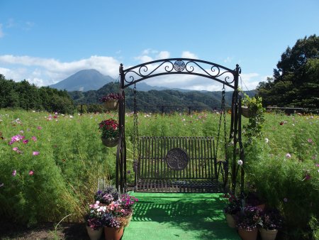 2025.10.09 (秘密の花園・コスモス) (27).JPG