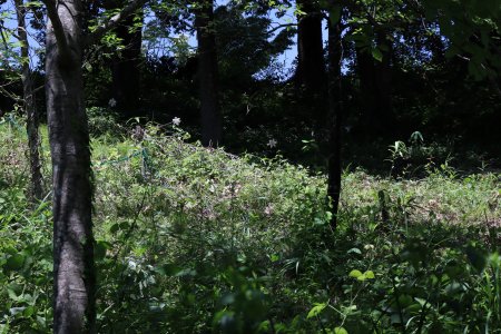 ユリ・ササユリ・南館下斜面5月30日（12）IMG_9210.JPG