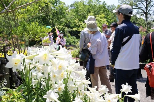 ユリのガイドツアー6月12日（3）.JPG