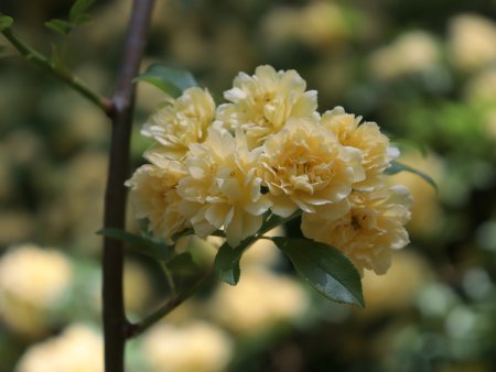 キモッコウバラ・花の谷奥5月5日（22）IMG_1137.JPG