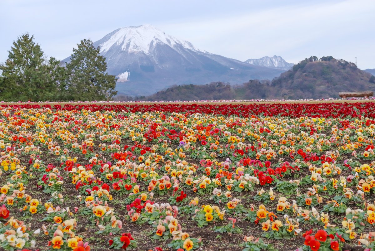 マリーゴールド