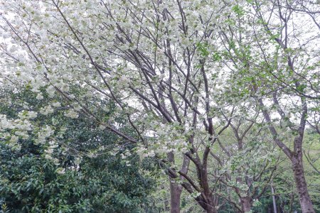 03★サクラ・ウコン・桜の広場4月17日（22）.JPG