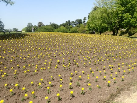 2026.4.25 (マリーゴールド69).JPG