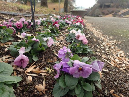 2025.12.23 (花壇10) (南館通りパンジー2).JPG