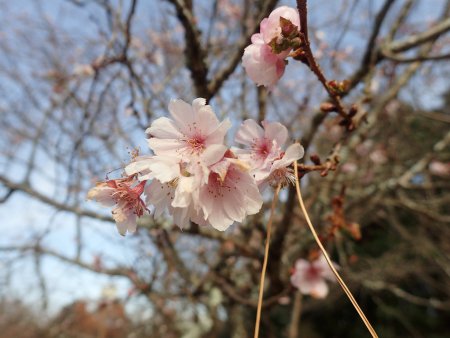 2025.12.10 (桜の広場・ジュウガツザクラ7) (21).JPG