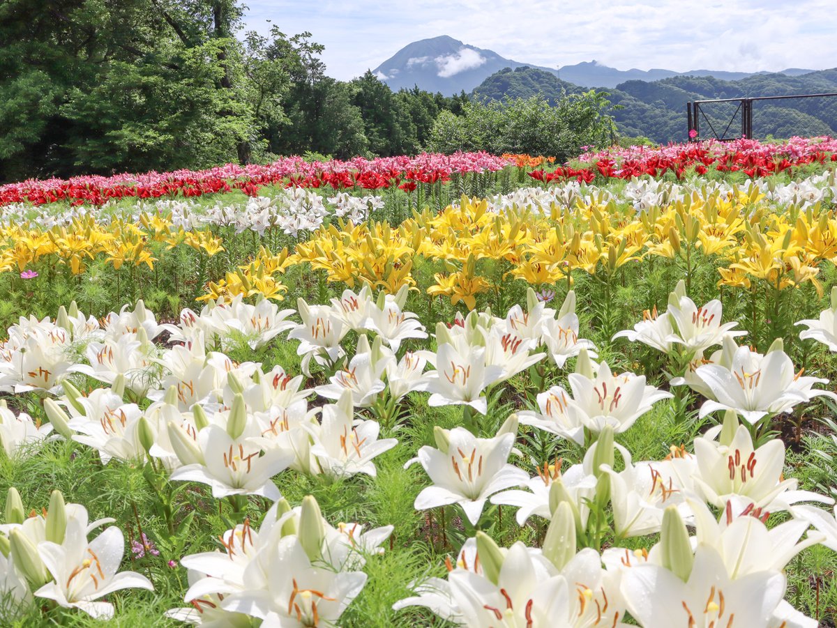 秘密の花園のユリ
