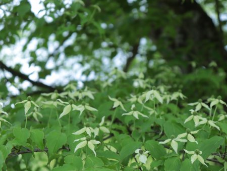 ヤマボウシ・北バラ園横5月10日（22）IMG_1501.JPG