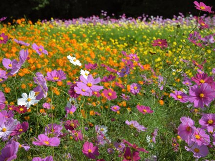 赤沼さん・秘密の花園 (28).jpg