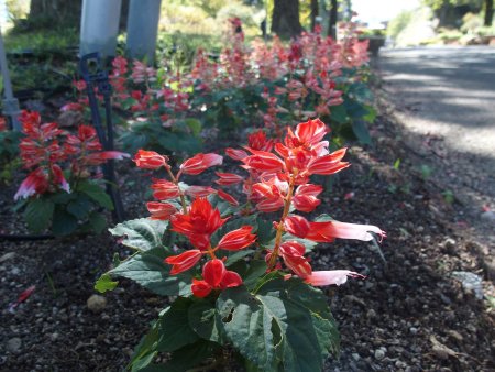 2025.10.09 (南館通り花壇) (サルビア2).JPG