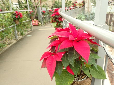 2025.11.24 (フラワードーム) (125).JPG