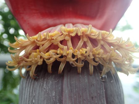 2025.12.14 (南館・アイスクリームバナナ花129).JPG