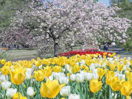 20260308（チューリップ）花の谷4月21日（2）.jpg