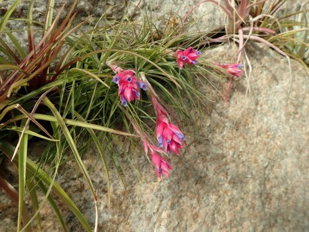 2025.12.9 (チランジア) (72).JPG