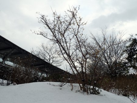 2026.1.24 (ヨーロピアンガーデン裏ロウバイ121).JPG