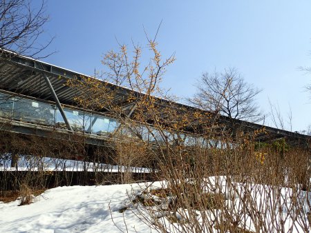 2026.2.13 (ロウバイ5).JPG