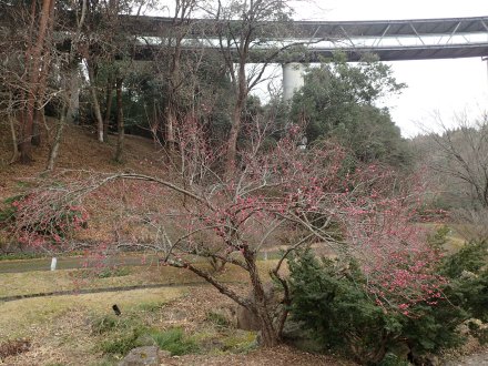 2023.1.20 (花の谷紅梅全景126).JPG