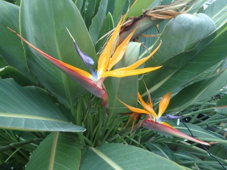 2025.11.4 (フラワードーム) (ストレリチア13).JPG